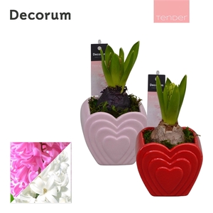Arrangementen Hyacinthus 6%
