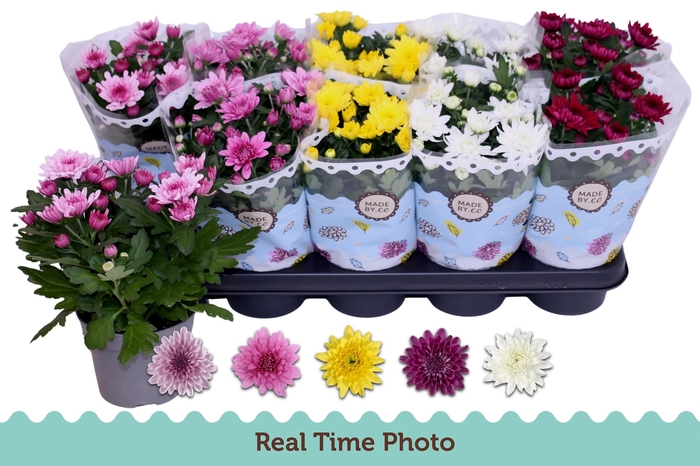 <h4>CHRYS GEVULDBL GEM</h4>