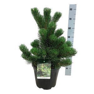 Pinus nigra 'Oregon Green'