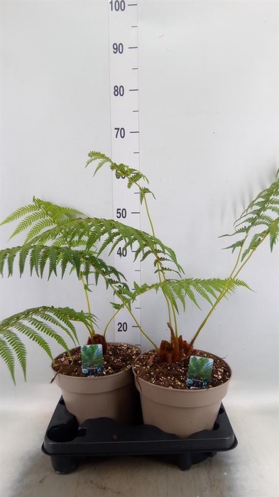 <h4>Dicksonia antarctica</h4>