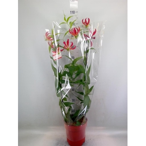 Gloriosa   ...