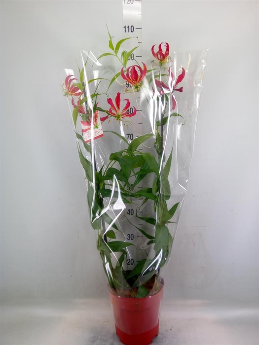 <h4>Gloriosa   ...</h4>