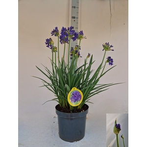 AGAPA FLOWER OF LOVE
