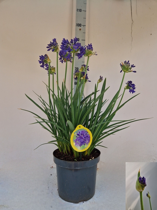 <h4>AGAPA FLOWER OF LOVE</h4>