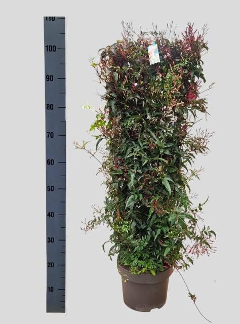 <h4>JASM POLYANTHUM RZ</h4>