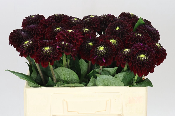 <h4>Dahlia Black Fox</h4>