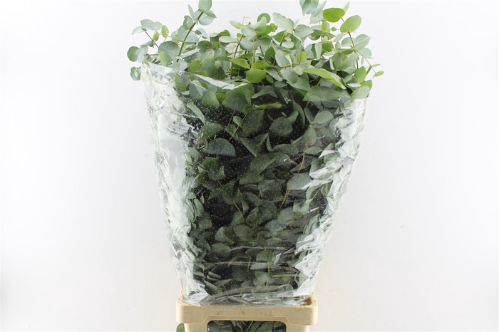 <h4>Euca Cinerea 400 Gram 100cm Extra</h4>