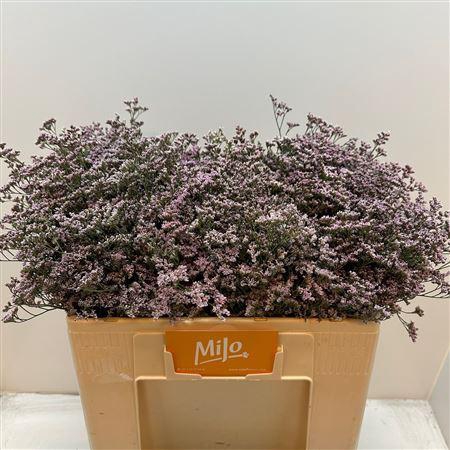 <h4>Lim Saf Oshi Pink</h4>