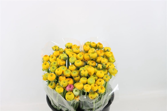 <h4>Ran Elegance Yellow</h4>