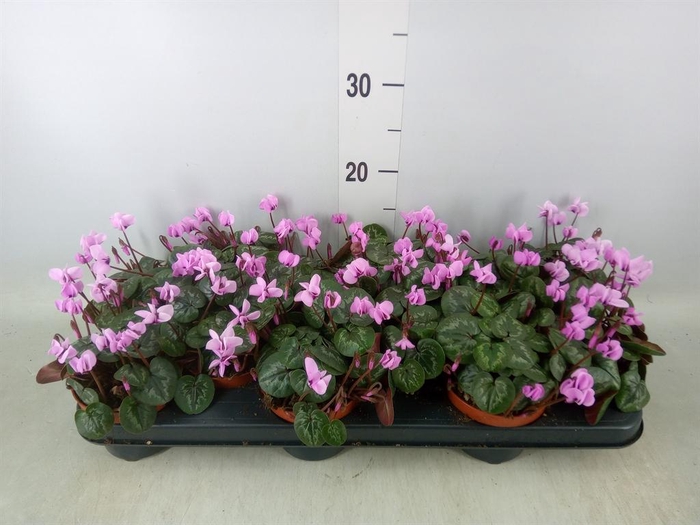 <h4>Cyclamen coum</h4>