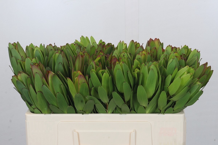 <h4>Leucadendron Goldstrike</h4>