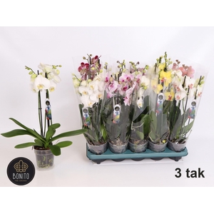 PHAL GEM 5 KL