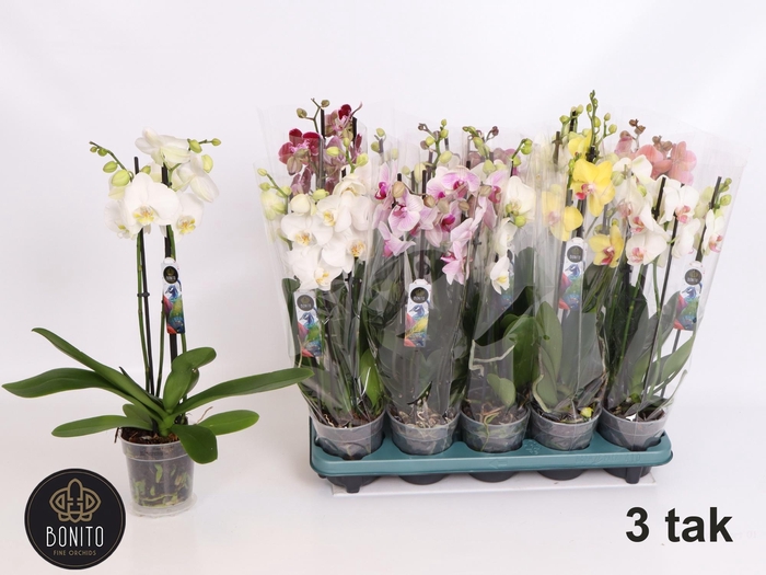 <h4>PHAL GEM 5 KL</h4>