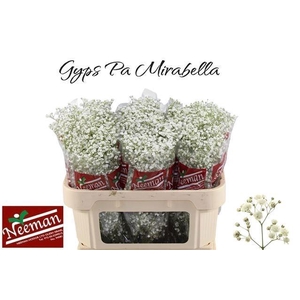 GYPS PA MIRABELLA