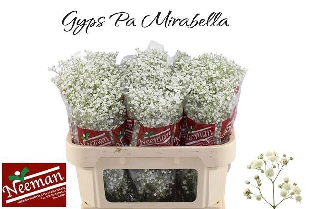 <h4>GYPS PA MIRABELLA</h4>