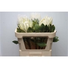 Protea Cynaroides Arctic Ice