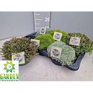 VASTE PLANTEN OV