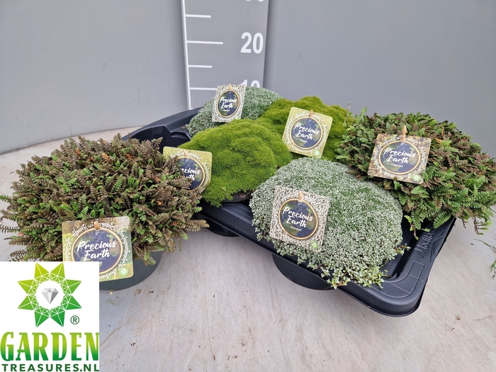 <h4>VASTE PLANTEN OV</h4>