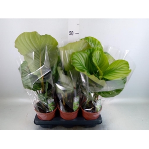 Calathea orbifolia