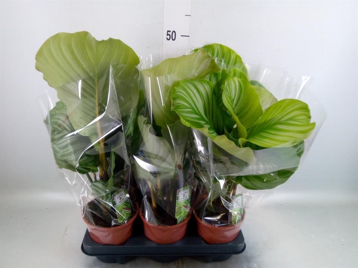 <h4>Calathea orbifolia</h4>