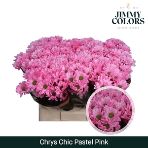 Chrys tros Chic Pastel pink