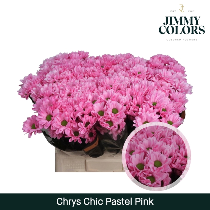 <h4>Chrys tros Chic Pastel pink</h4>