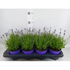 Lavandula angus. 'Essence Pure'