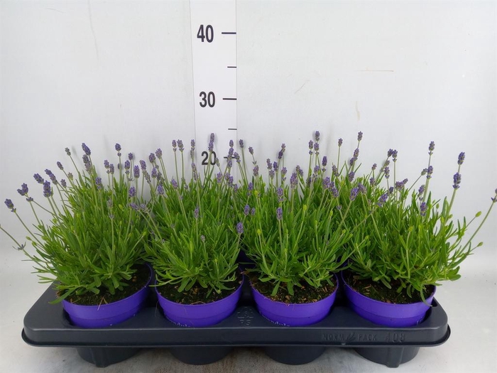 <h4>Lavandula angus. 'Essence Pure'</h4>
