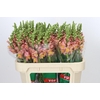 Antirrhinum majus Toulon Apricot