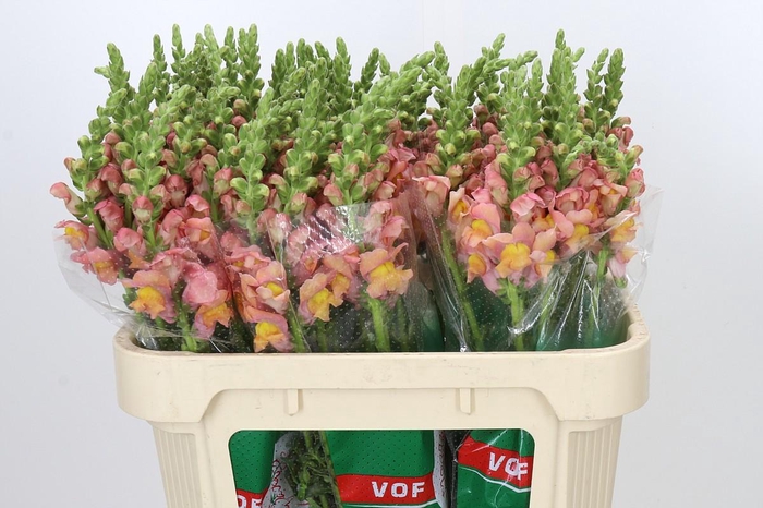 <h4>Antirrhinum majus Toulon Apricot</h4>