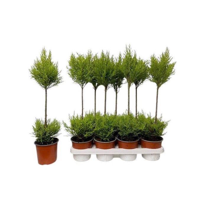 <h4>Cupressus Goldcrest Wilma - duobol</h4>