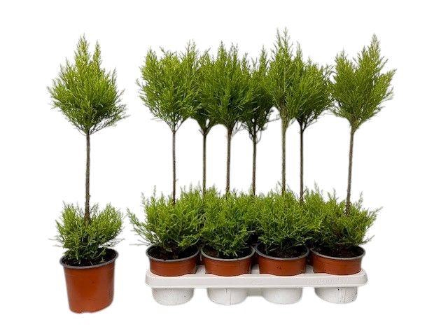 <h4>Cupressus Goldcrest Wilma - duobol</h4>