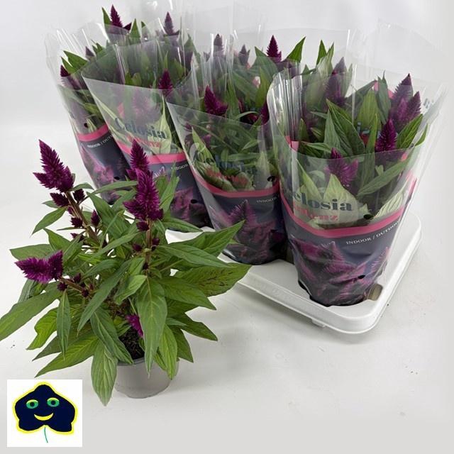 <h4>CEL INTENZ DARK PURP</h4>