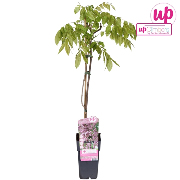 <h4>Wisteria floribunda Rosea P15</h4>