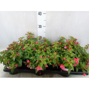 Fuchsia  'Bella Fuchsia Lydia'