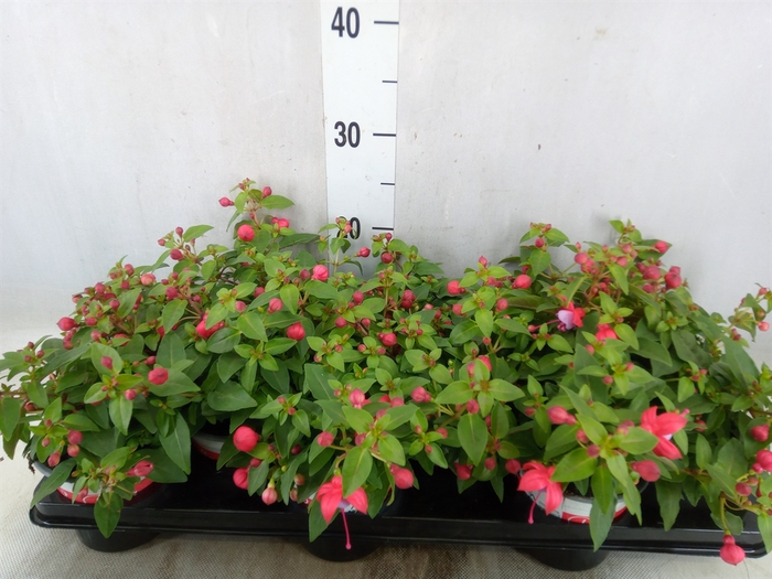 <h4>Fuchsia  'Bella Fuchsia Lydia'</h4>