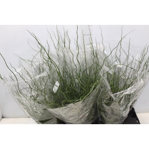 JUNCUS SPIRALIS P15