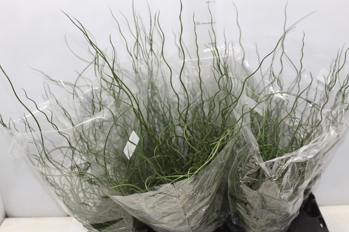 <h4>JUNCUS SPIRALIS P15</h4>