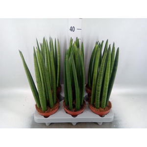 Sansevieria cyl.  ...