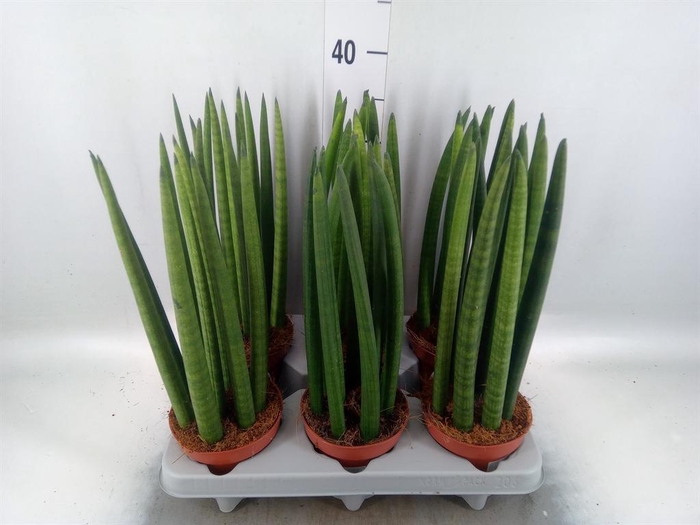 <h4>Sansevieria cyl.  ...</h4>