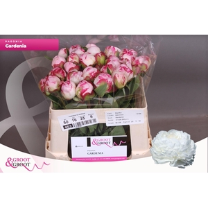 Paeonia Gardenia