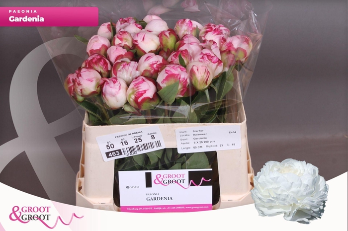 <h4>Paeonia Gardenia</h4>