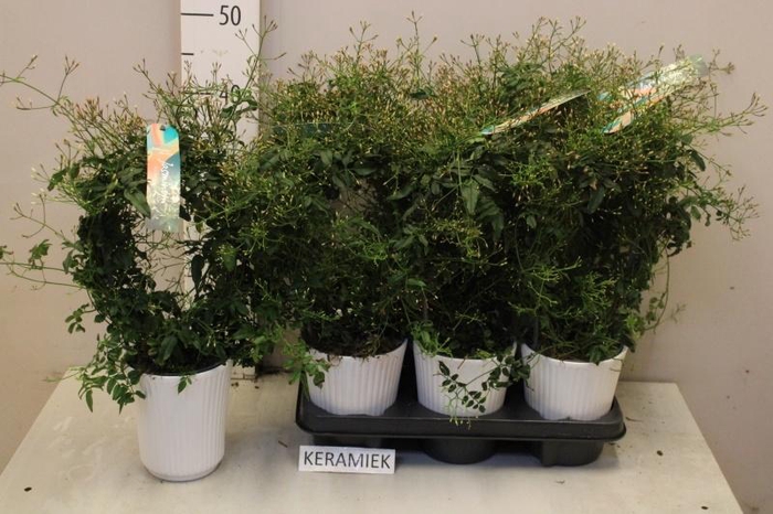 <h4>JASM POLYANTHUM WIT</h4>