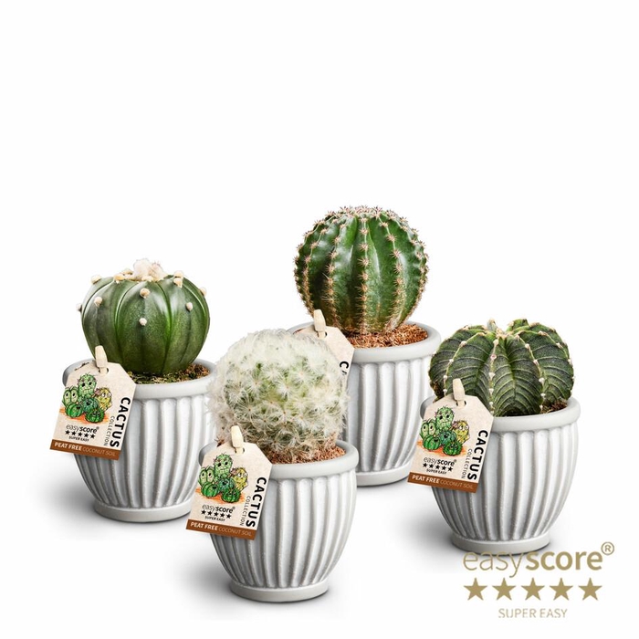 <h4>Athena Cactus Collection p7</h4>