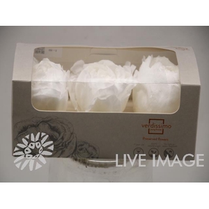 Preserved paeonia white