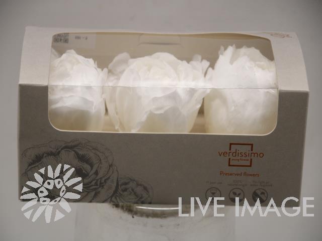 <h4>Preserved paeonia white</h4>
