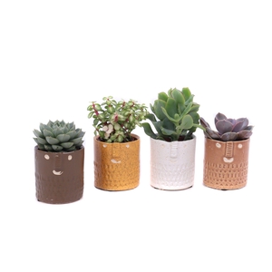 Succulent mix 5,5 cm in Zamora sierpot