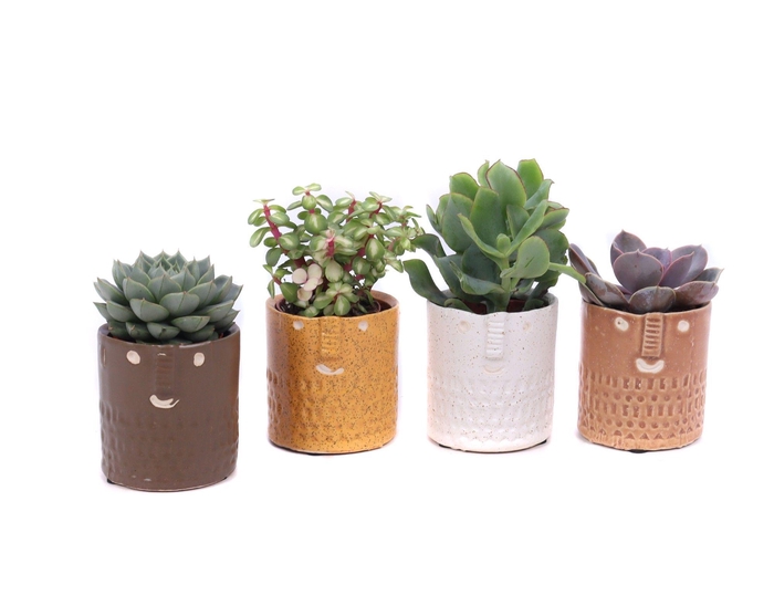 <h4>Succulent mix 5,5 cm in Zamora sierpot</h4>