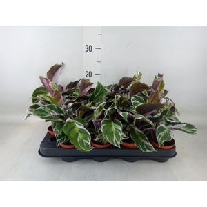 Calathea  'Fusion White'