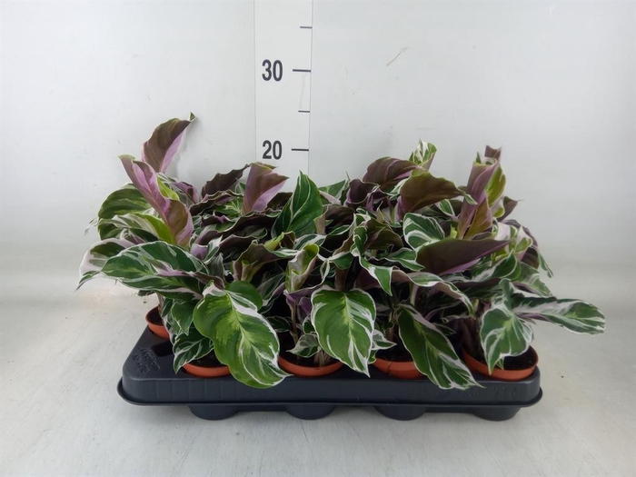 <h4>Calathea 'Fusion White'</h4>